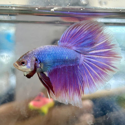 Halfmoon Purple Pink - Male Betta 056