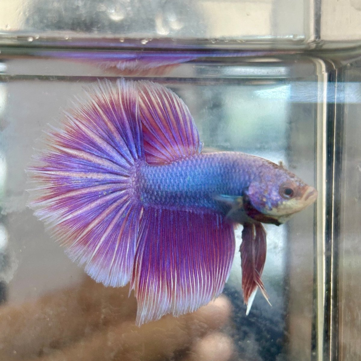 Halfmoon Purple Pink - Male Betta 056