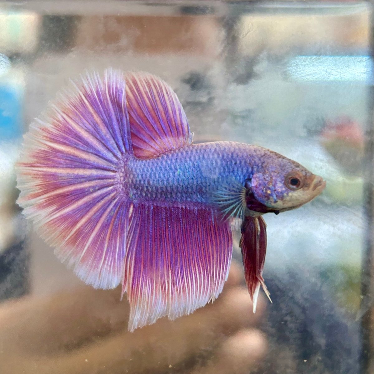 Halfmoon Purple Pink - Male Betta 056