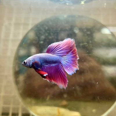 Halfmoon Purple Pink Male Betta 119