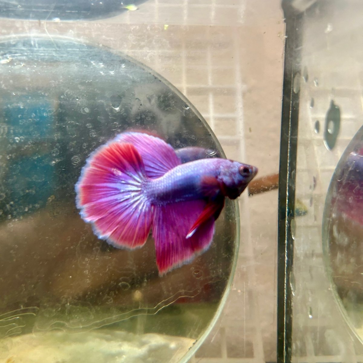 Halfmoon Purple Pink - Male Betta 164