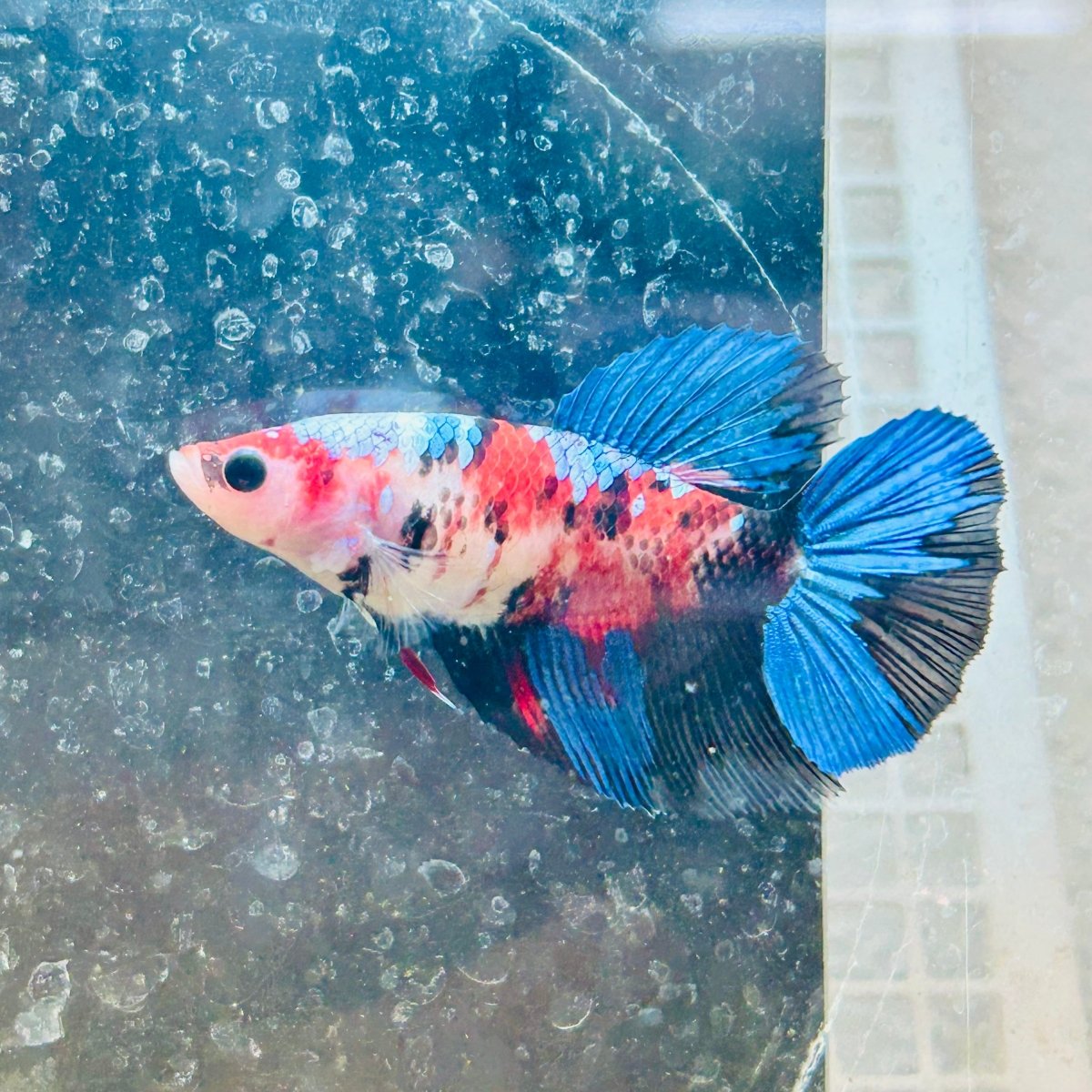 Halfmoon Red Koi Galaxy Female Betta 080 Live Betta Fish Female betta