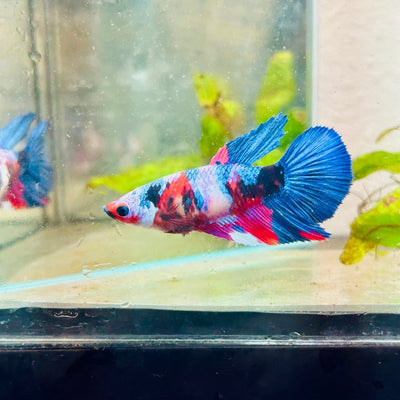 Halfmoon Red Koi Galaxy Female Betta 090 Live Betta Fish Female betta