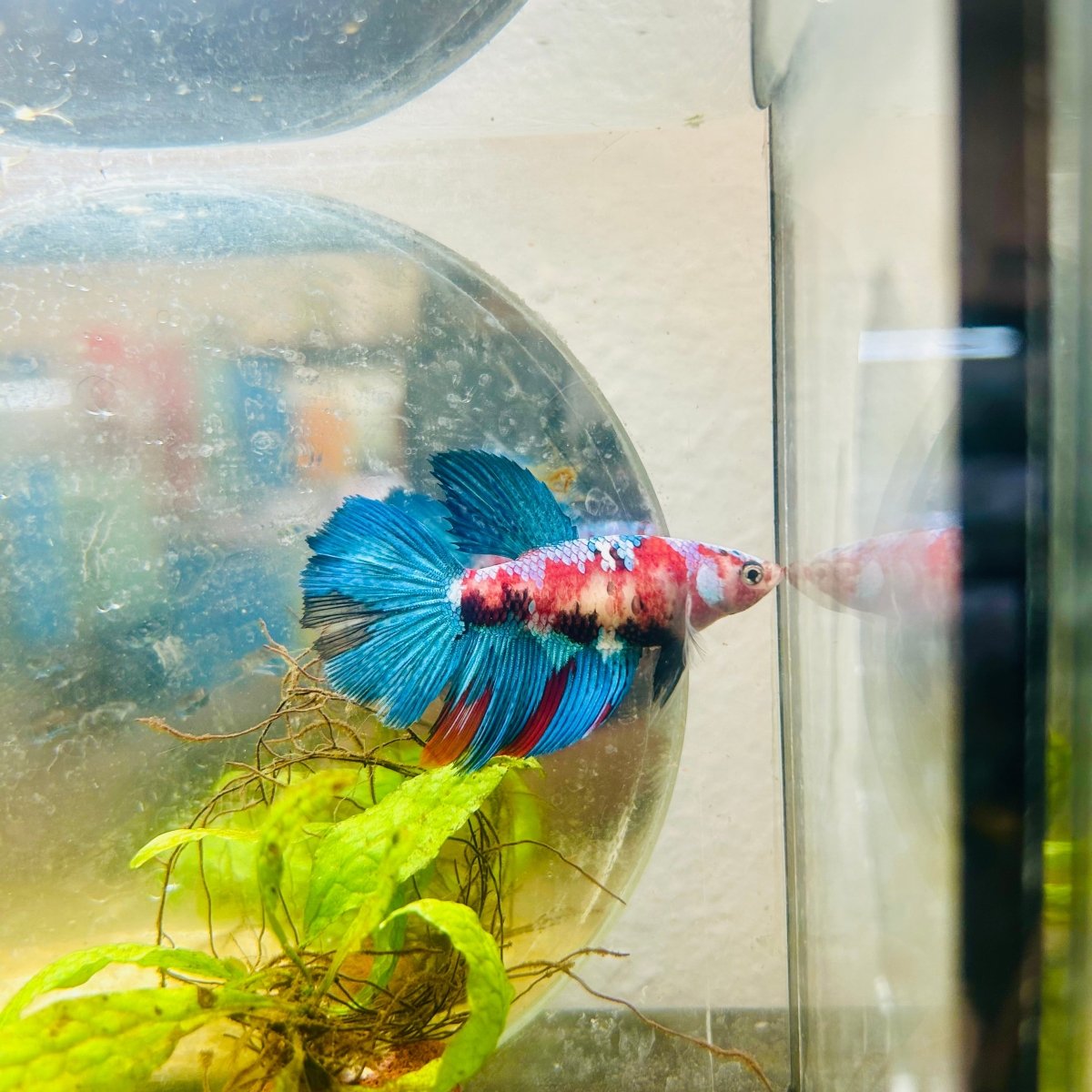 Halfmoon Red Koi Galaxy Female Betta 183 Live Betta Fish Female betta