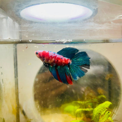 Halfmoon Red Koi Galaxy Female Betta 183 Live Betta Fish Female betta