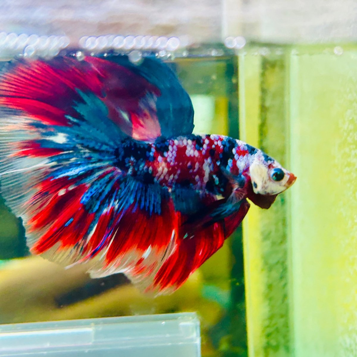Halfmoon Red Koi Galaxy - Male Betta 015 Live Betta Fish Male betta