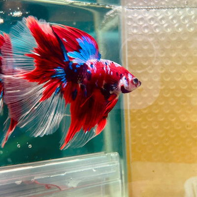 Halfmoon Red Koi Galaxy - Male Betta 055 Live Betta Fish Male betta