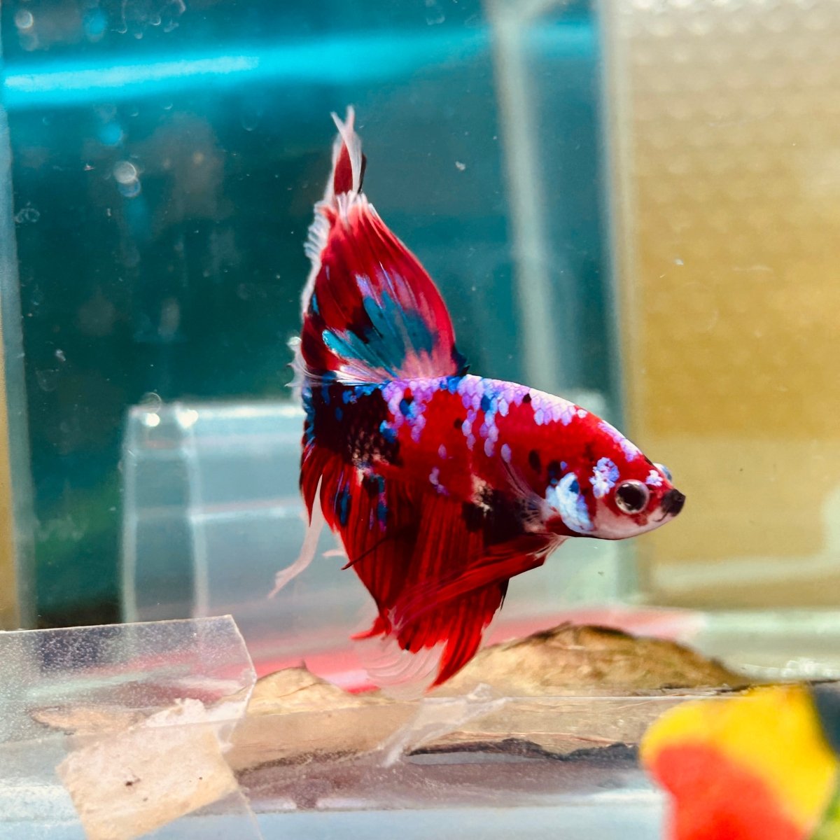 Halfmoon Red Koi Galaxy - Male Betta 055 Live Betta Fish Male betta