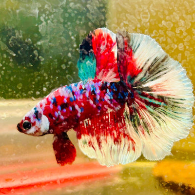 Halfmoon Red Koi Galaxy - Male Betta A222 Live Betta Fish Male betta