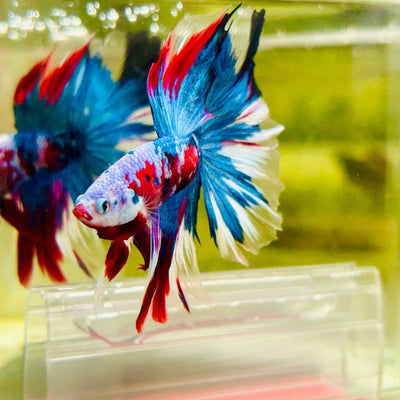 Halfmoon Red Koi Galaxy - Male Betta A225 Live Betta Fish Male betta