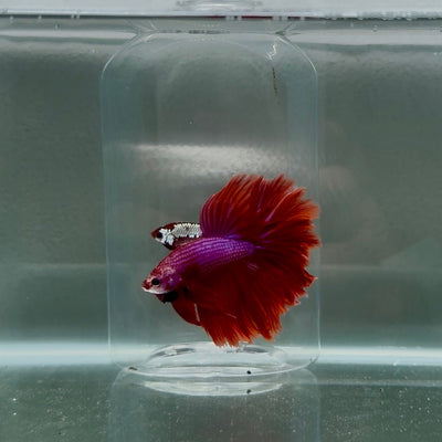 Halfmoon Red Male Betta N112