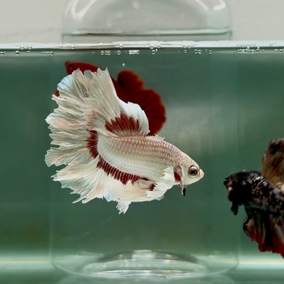 Halfmoon Snow Dragon Male Betta M15