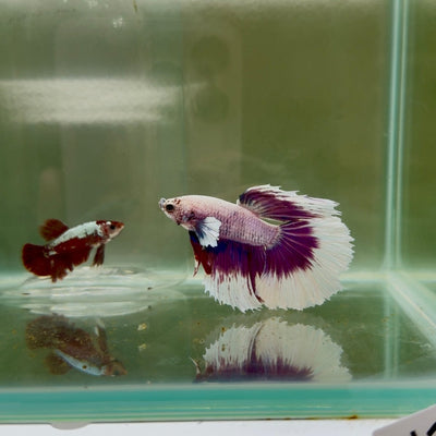 Halfmoon White Purple Male Betta N106