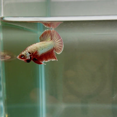 Hybrid Alien Copper S29 Plakat - Male Betta
