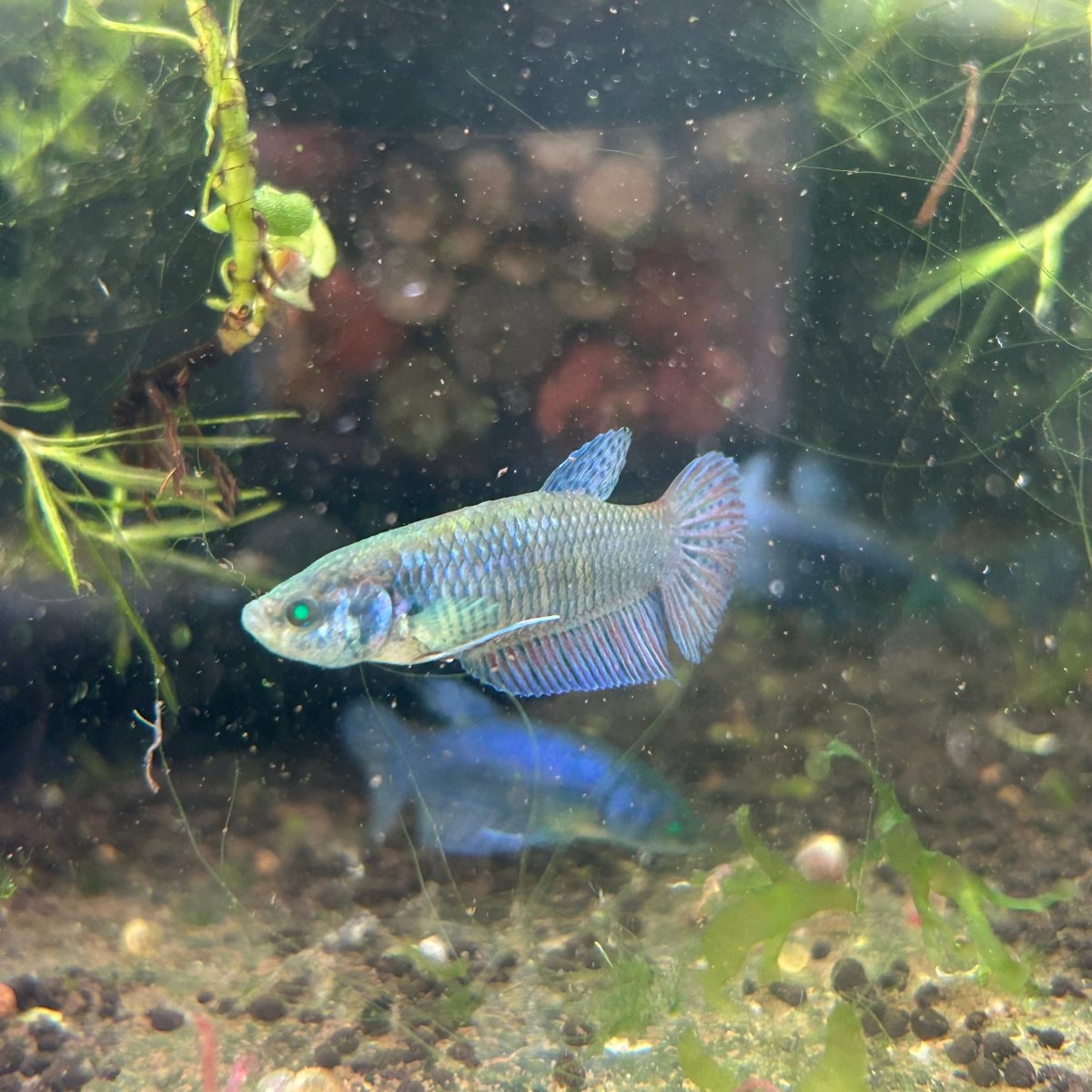 Hybrid Alien Neon - Female Betta