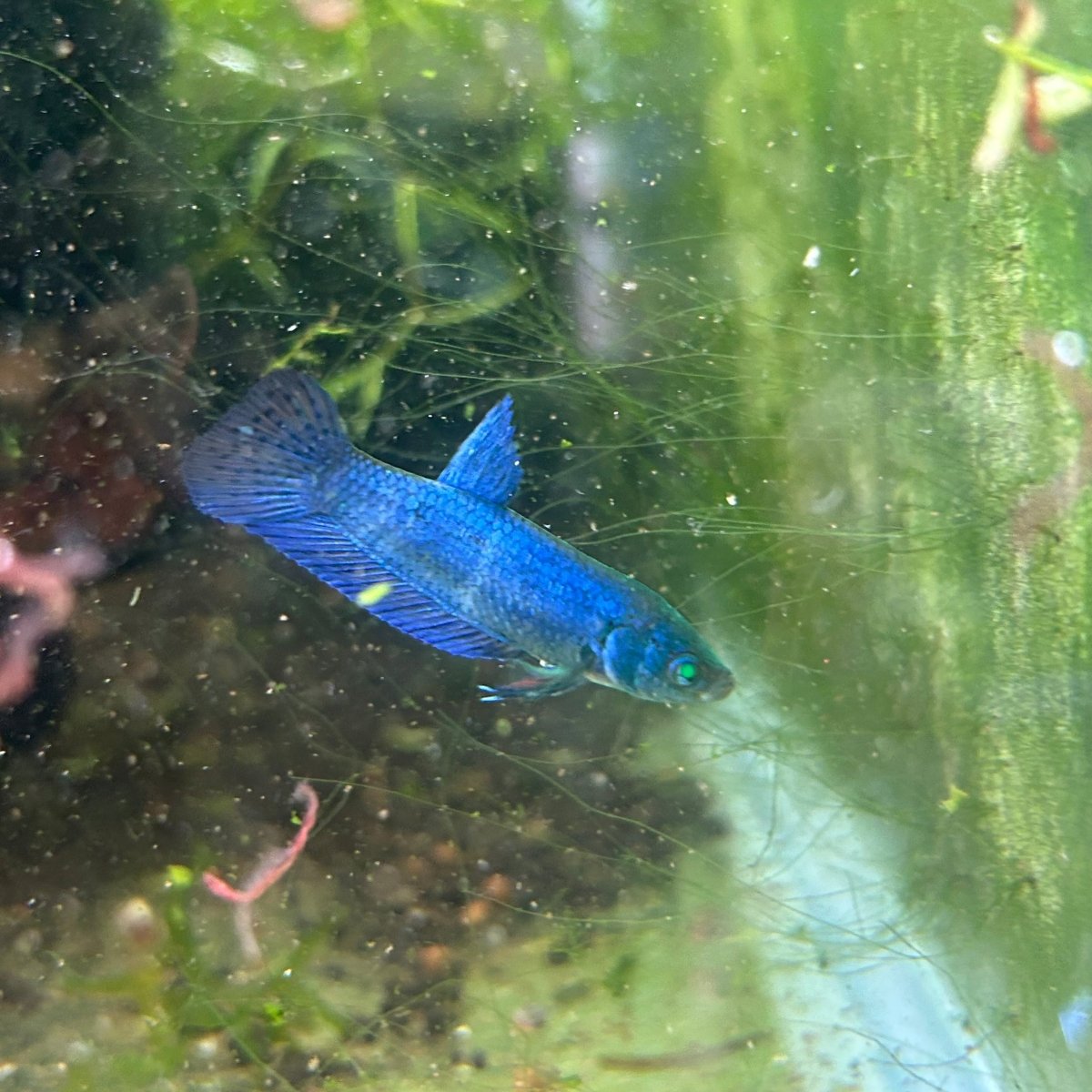 Hybrid Alien Neon - Female Betta