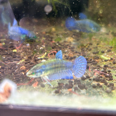 Hybrid Alien Neon - Female Betta