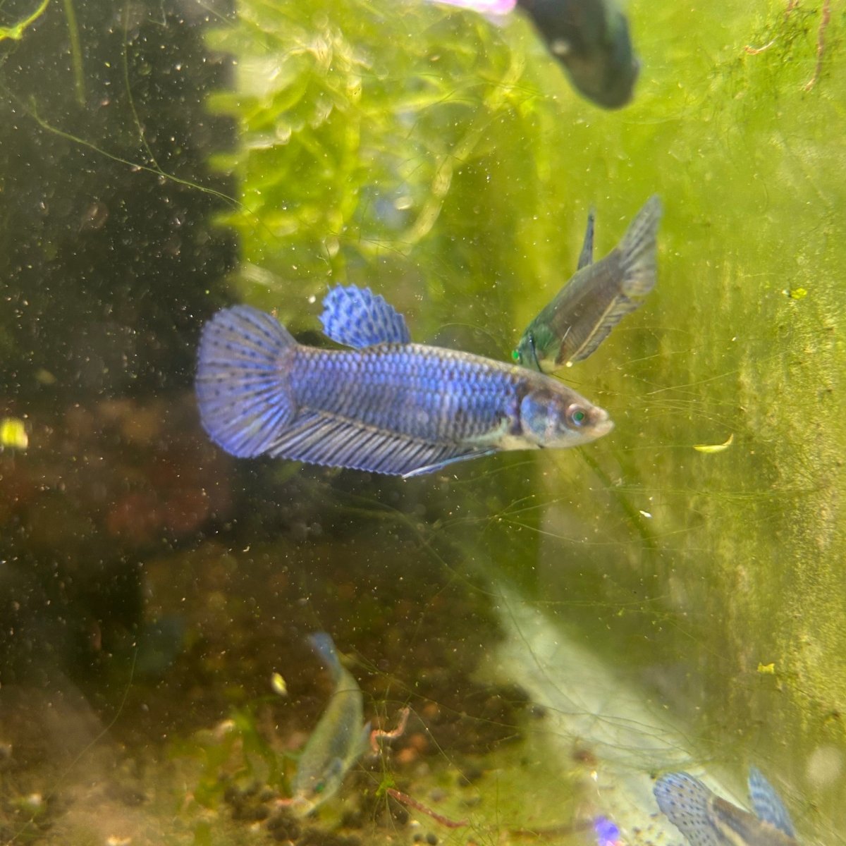 Hybrid Alien Neon - Female Betta