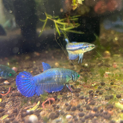 Hybrid Alien Neon - Female Betta