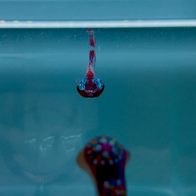 Hybrid Alien Pink S12 Plakat - Male Betta