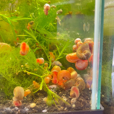 Ramshorn Snails