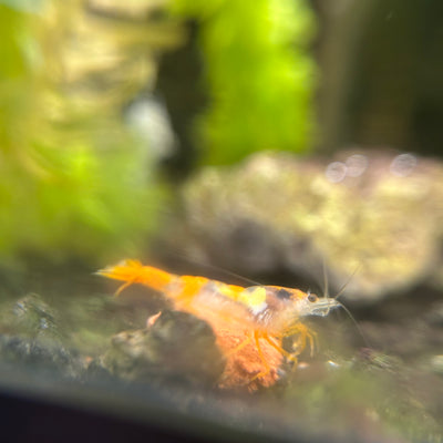 Orange Rili Shrimp - Good Grade