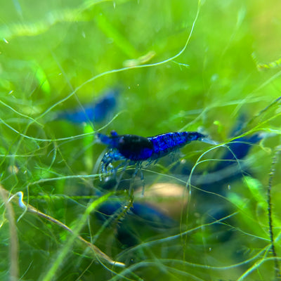 blue dream neocardina shrimp