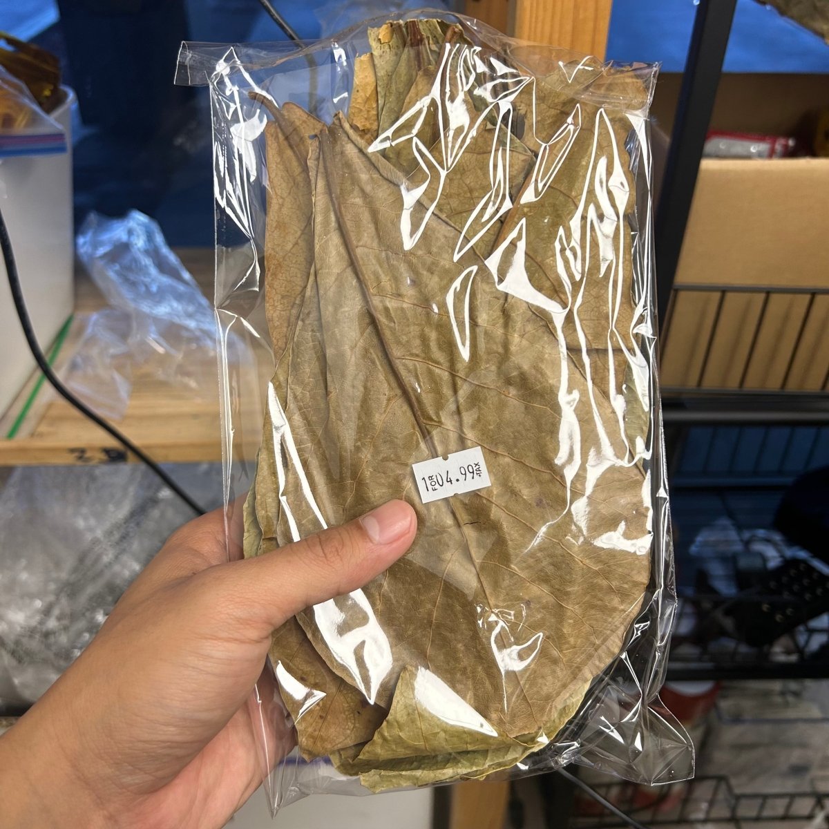 Indian Almond Leaves - Treat water for breeding, nursing bettas, shrimps