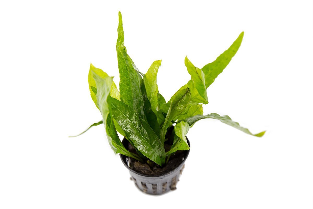Healthy Java Fern aquatic plant with lush green fronds, ideal for freshwater aquariums