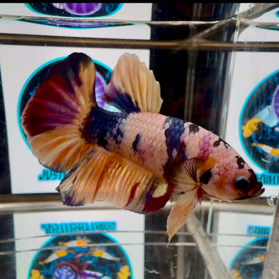 Koi Candy Multicolor A17 Plakat - Male Betta