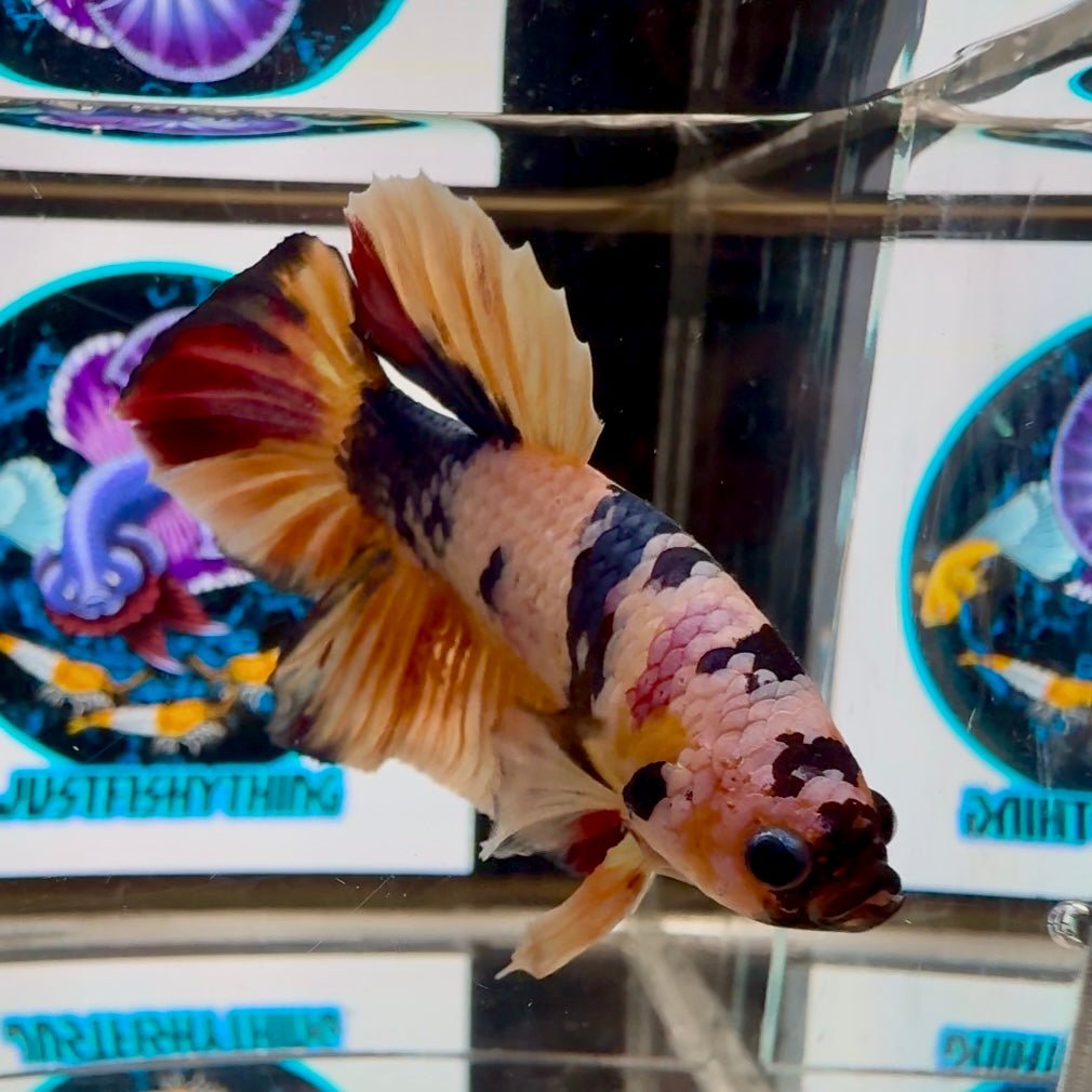 Koi Candy Multicolor A17 Plakat - Male Betta