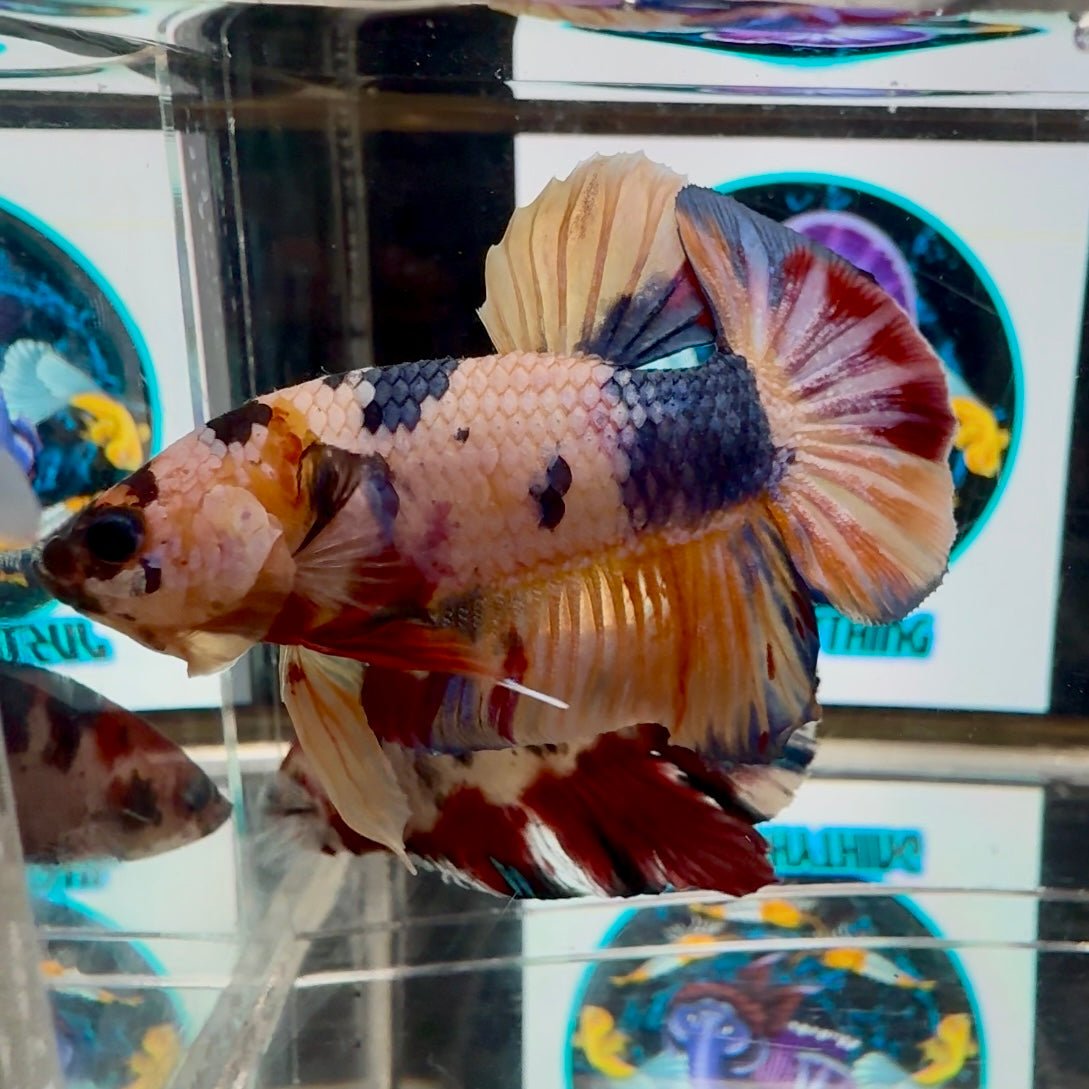 Koi Candy Multicolor A17 Plakat - Male Betta