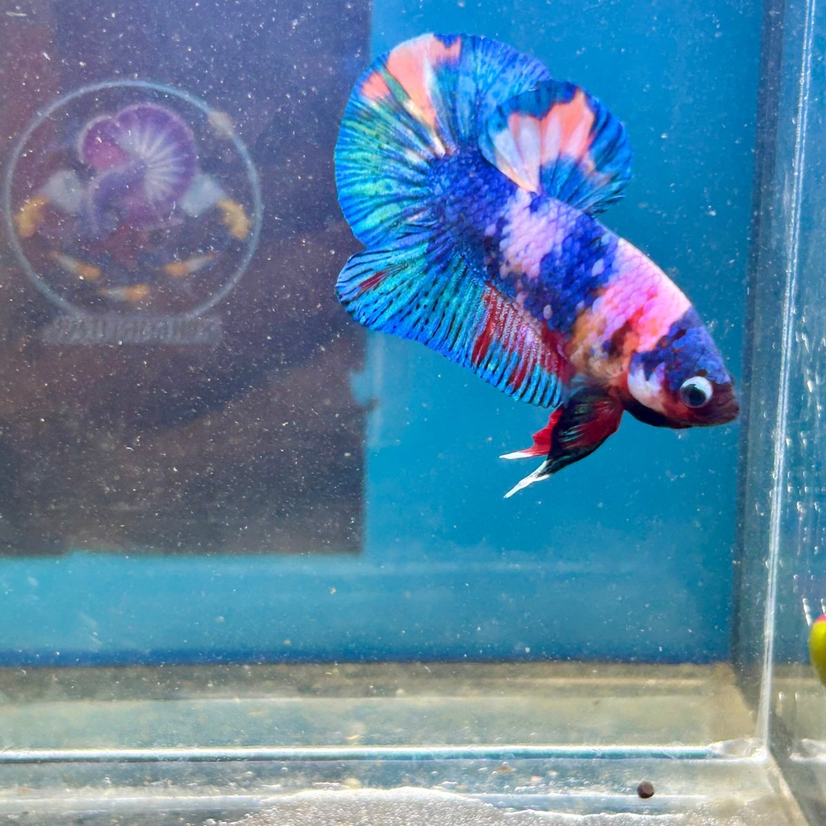 Koi Candy Plakat - Male Betta 111