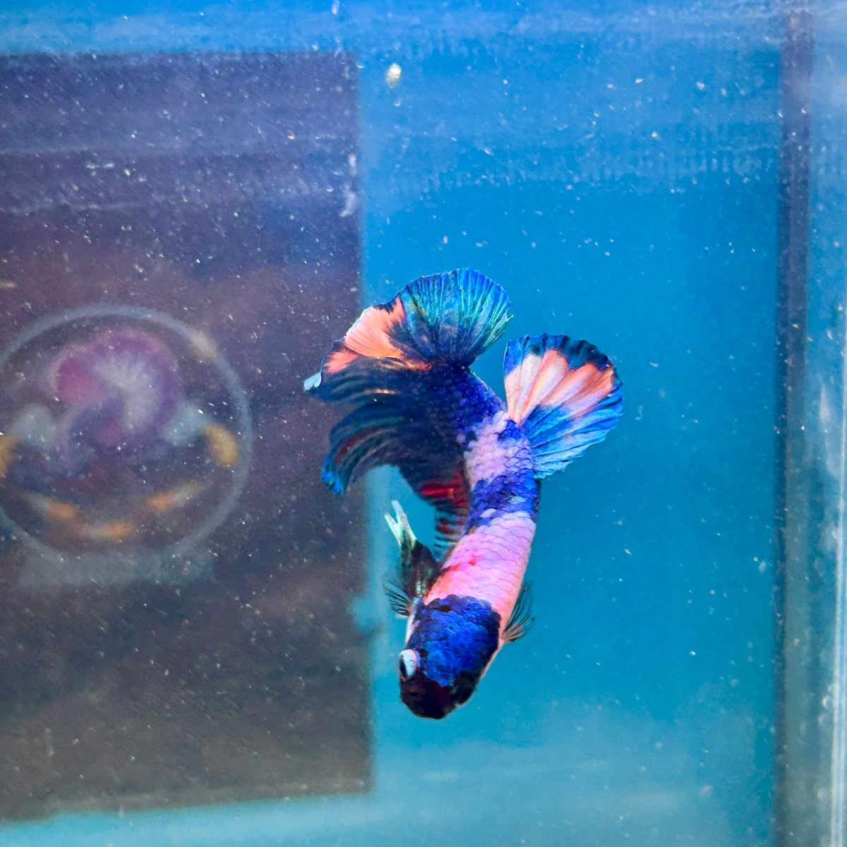Koi Candy Plakat - Male Betta 111