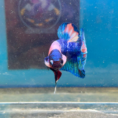 Koi Candy Plakat - Male Betta 111