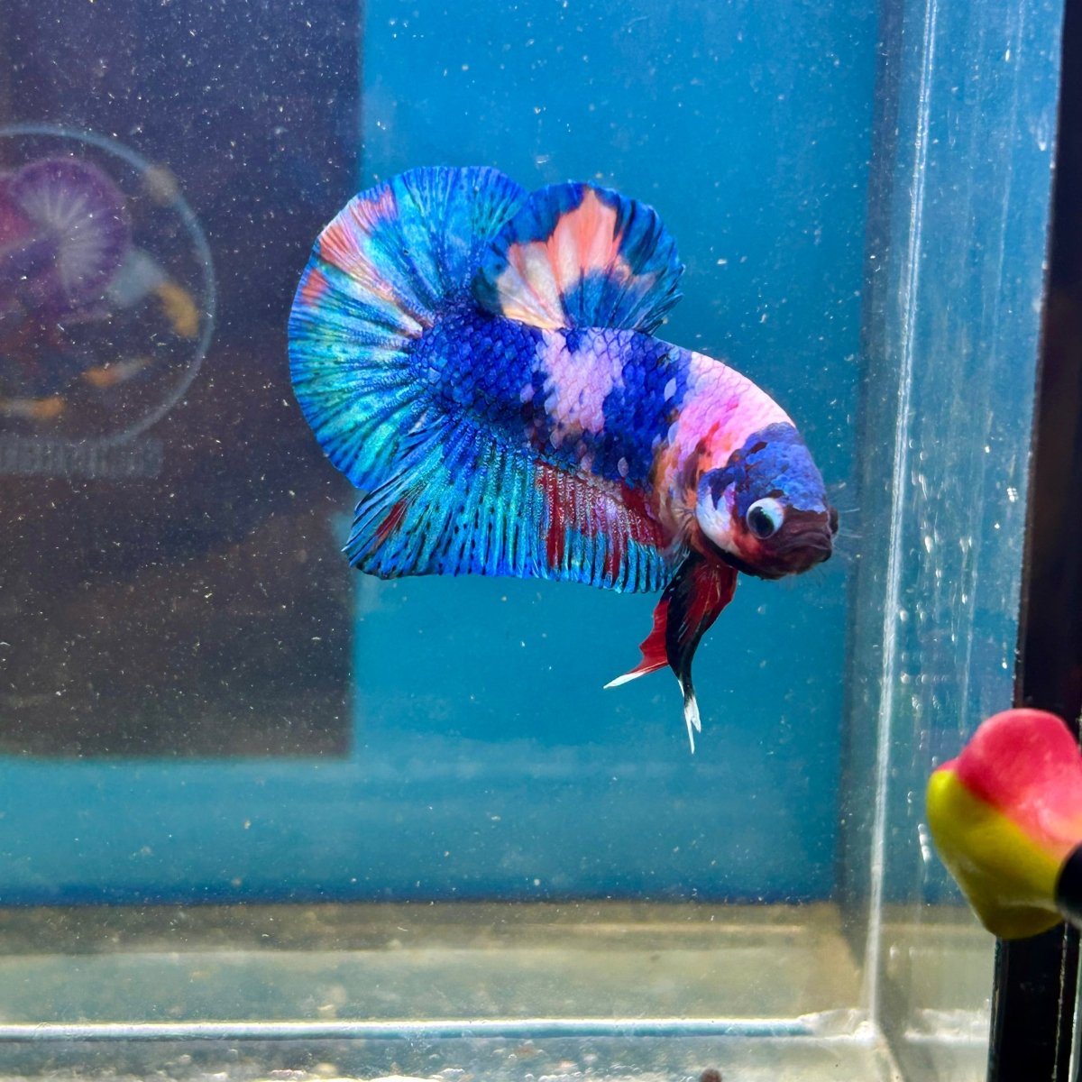 Koi Candy Plakat - Male Betta 111
