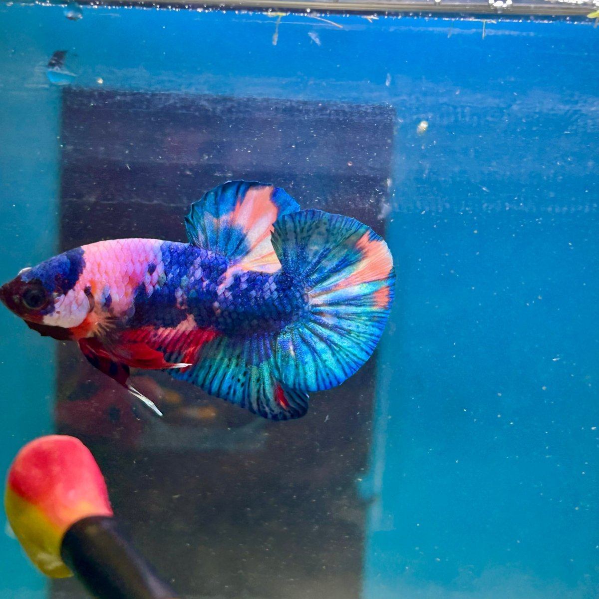 Koi Candy Plakat - Male Betta 111