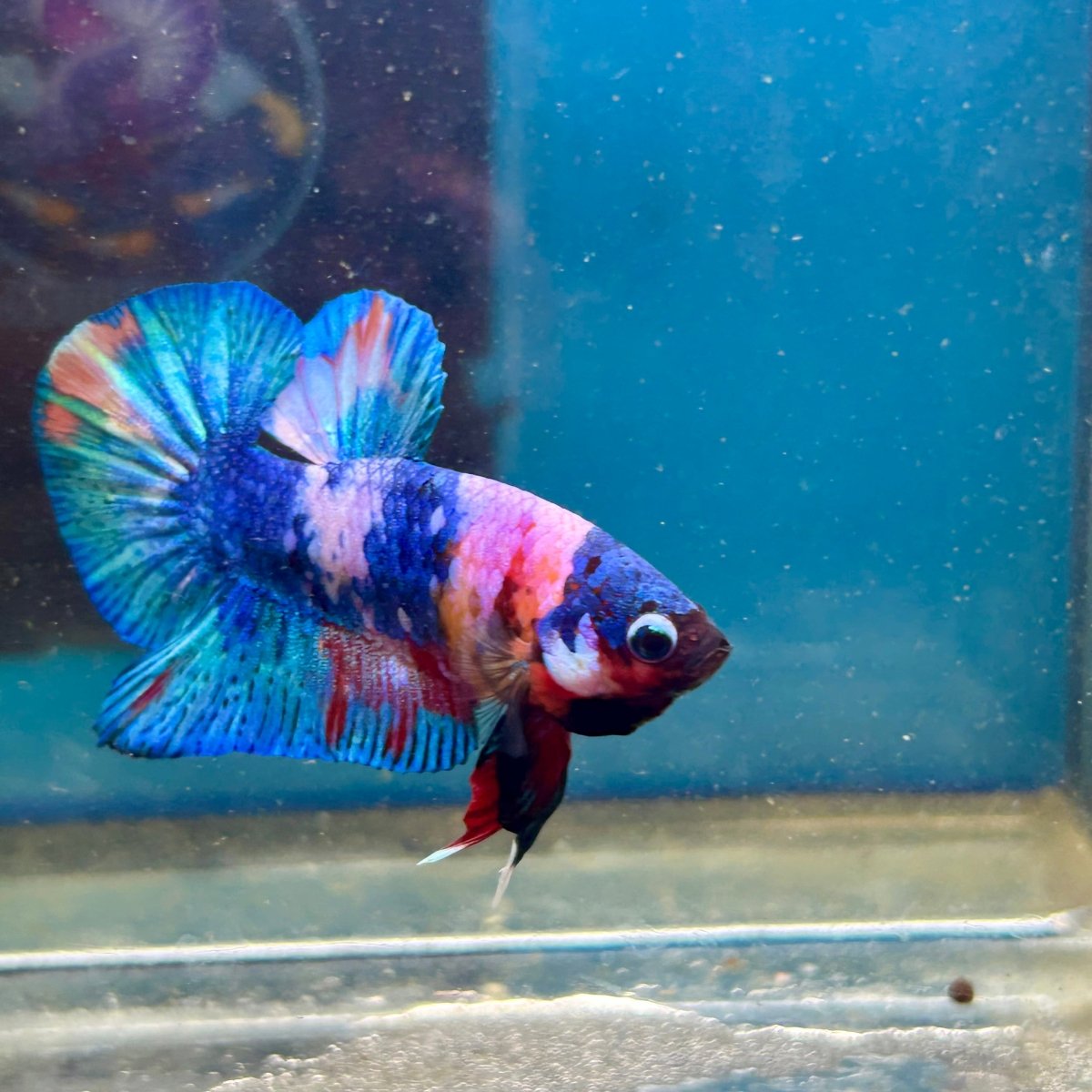 Koi Candy Plakat - Male Betta 111