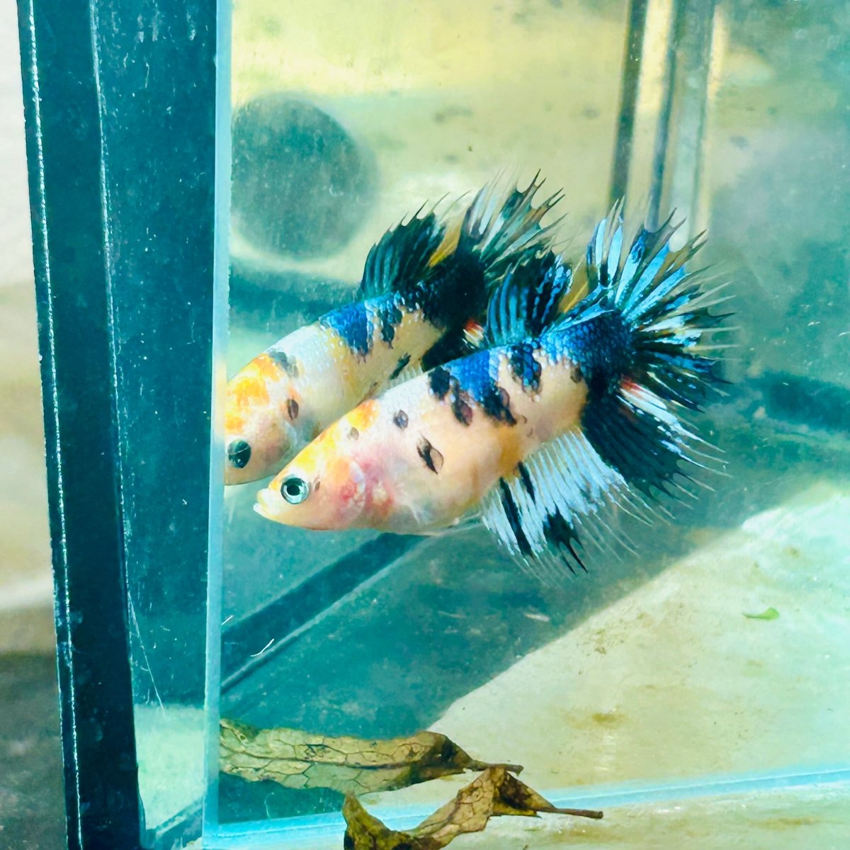 Koi Metallic Crowntail - Female Betta 081 Female betta