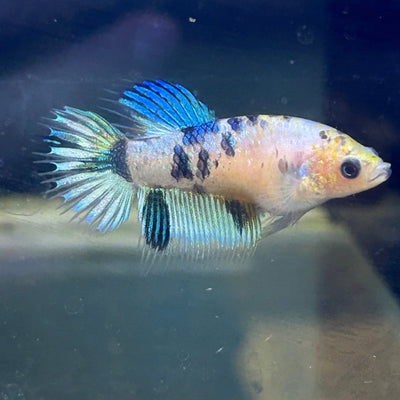 Koi Metallic Crowntail - Female Betta A142 Female betta