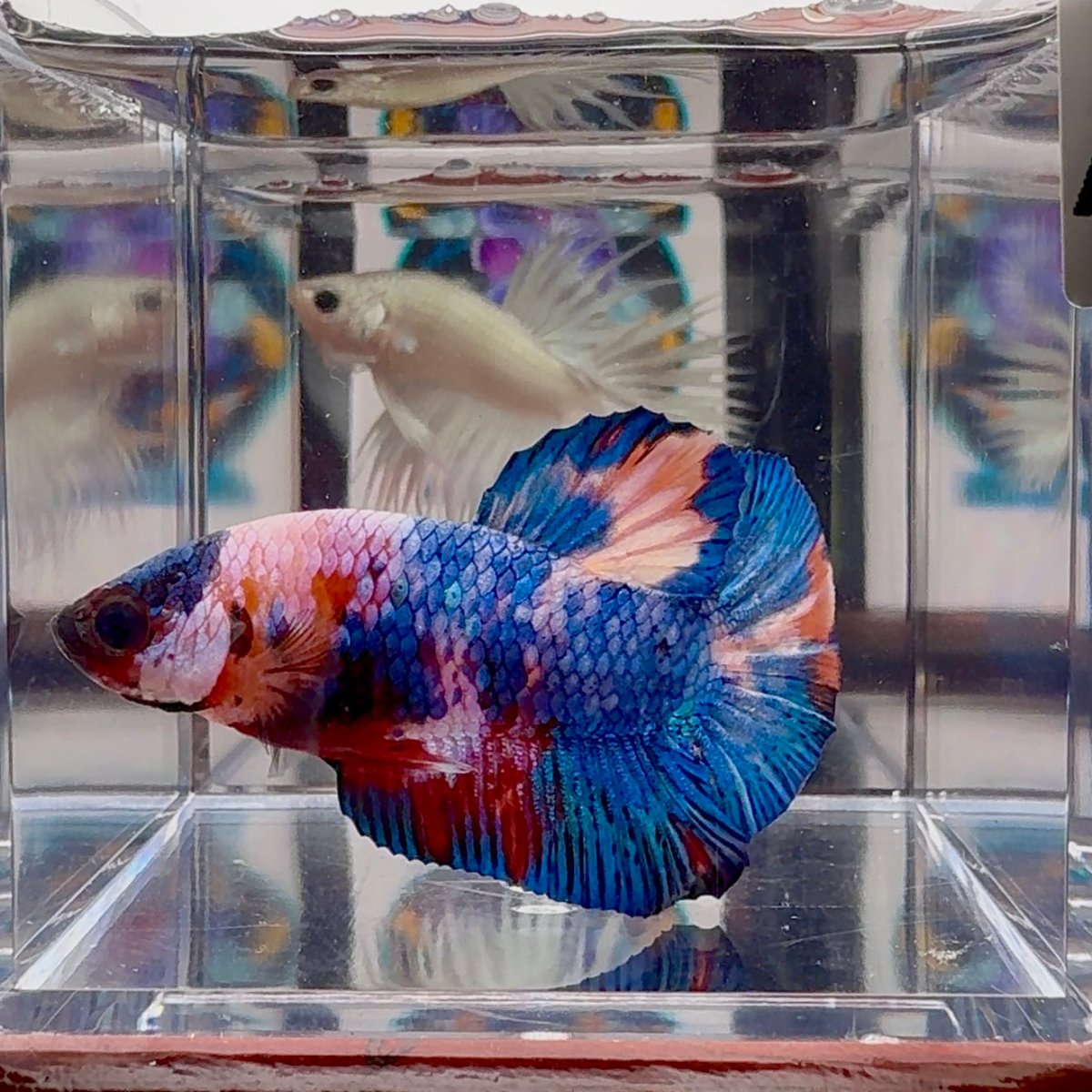 Koi Multicolor A 142 Plakat - Male Betta