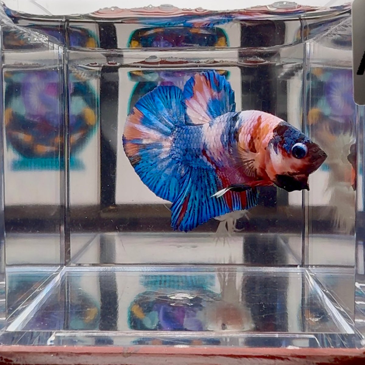 Koi Multicolor A 142 Plakat - Male Betta