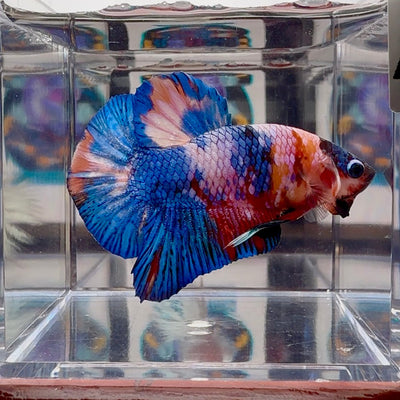 Koi Multicolor A 142 Plakat - Male Betta