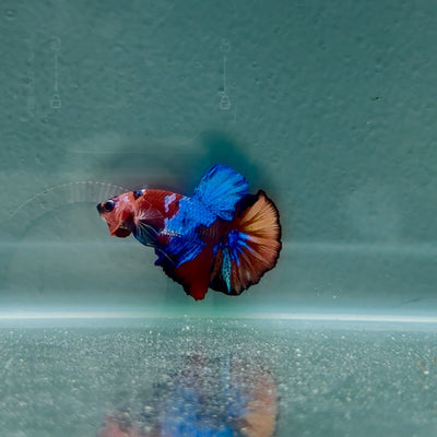 Koi Multicolor Best Form S33 Plakat - Male Betta