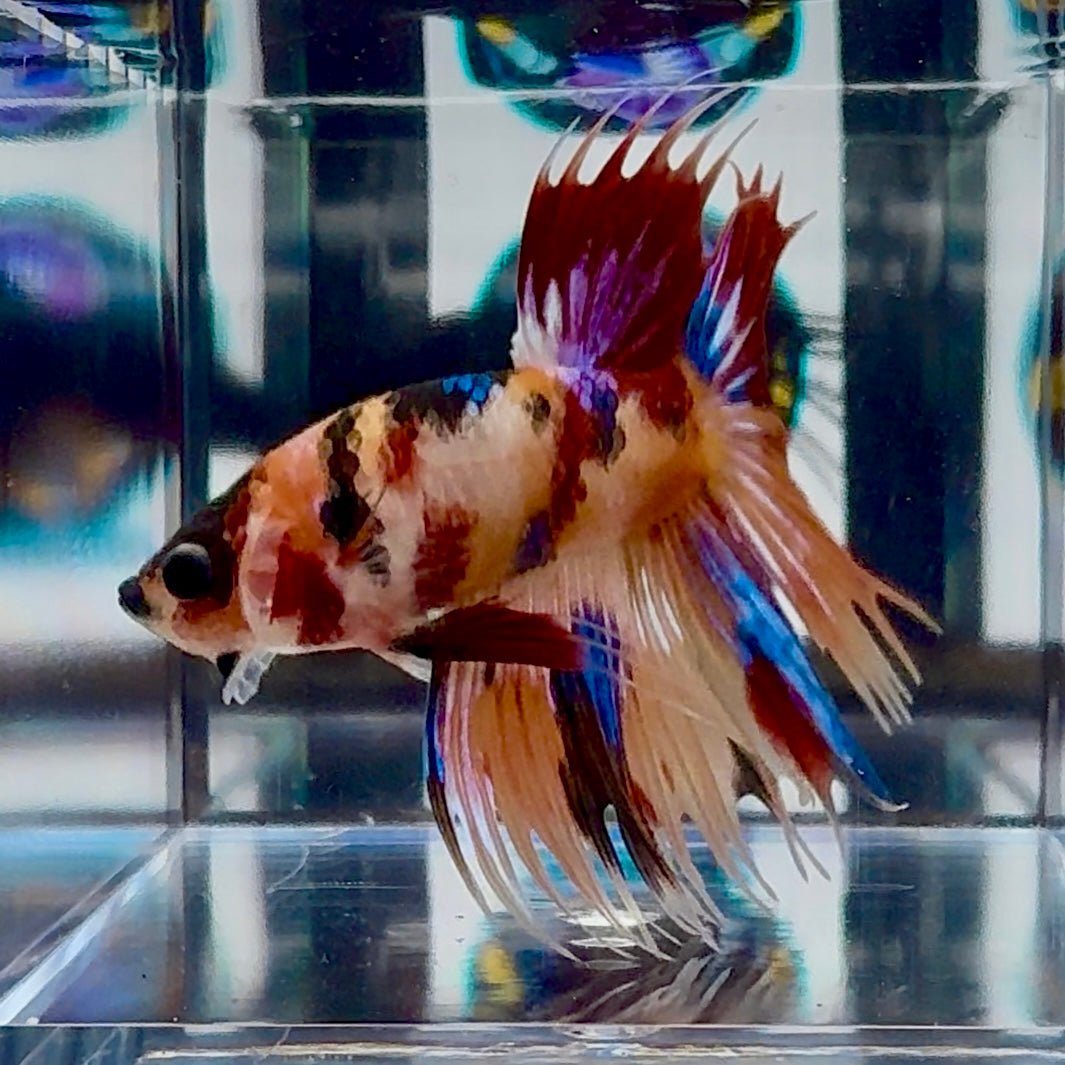 Koi Multicolor Crowntail Halfmoon A149 - Male Betta