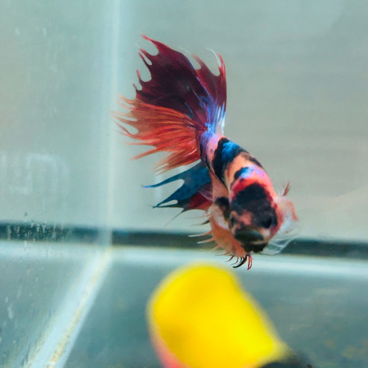 Koi Multicolor Crowntail Halfmoon A149 - Male Betta