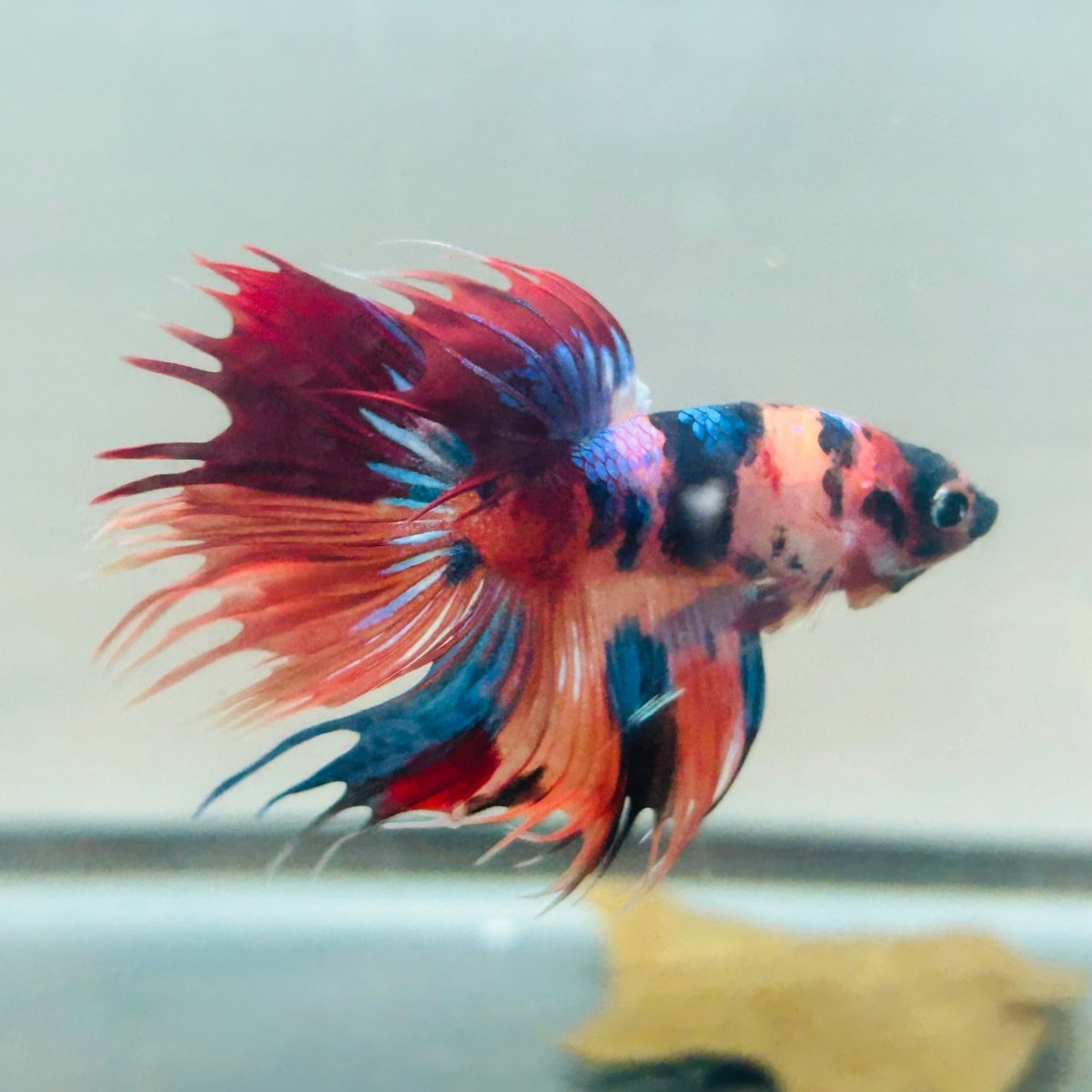 Koi Multicolor Crowntail Halfmoon A149 - Male Betta