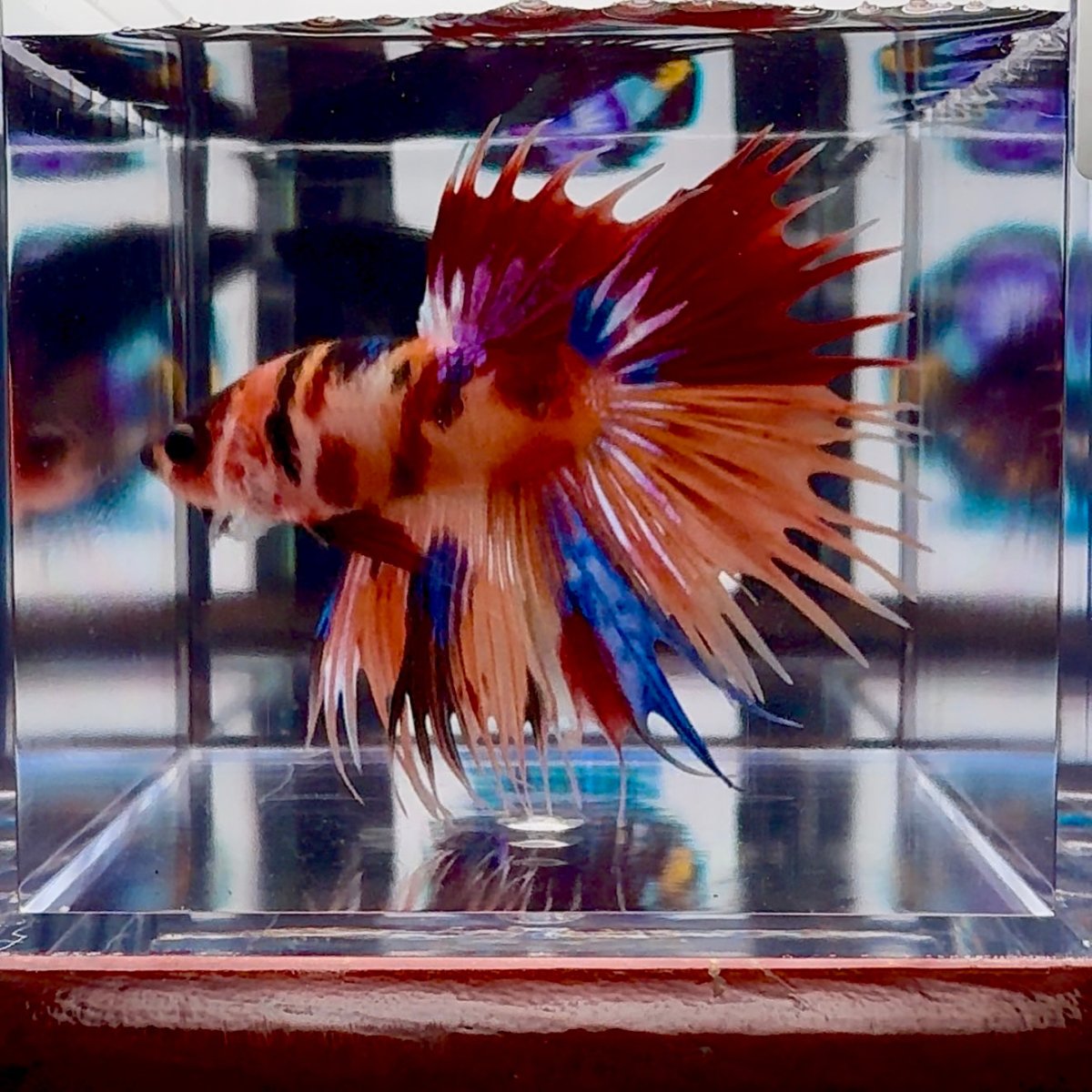 Koi Multicolor Crowntail Halfmoon A149 - Male Betta