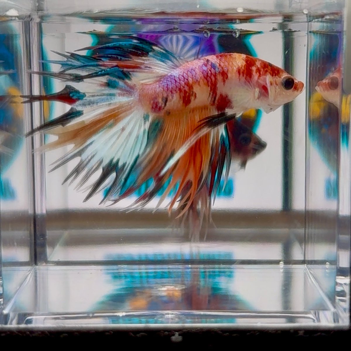 Koi Multicolor Crowntail Halfmoon A81 - Male Betta