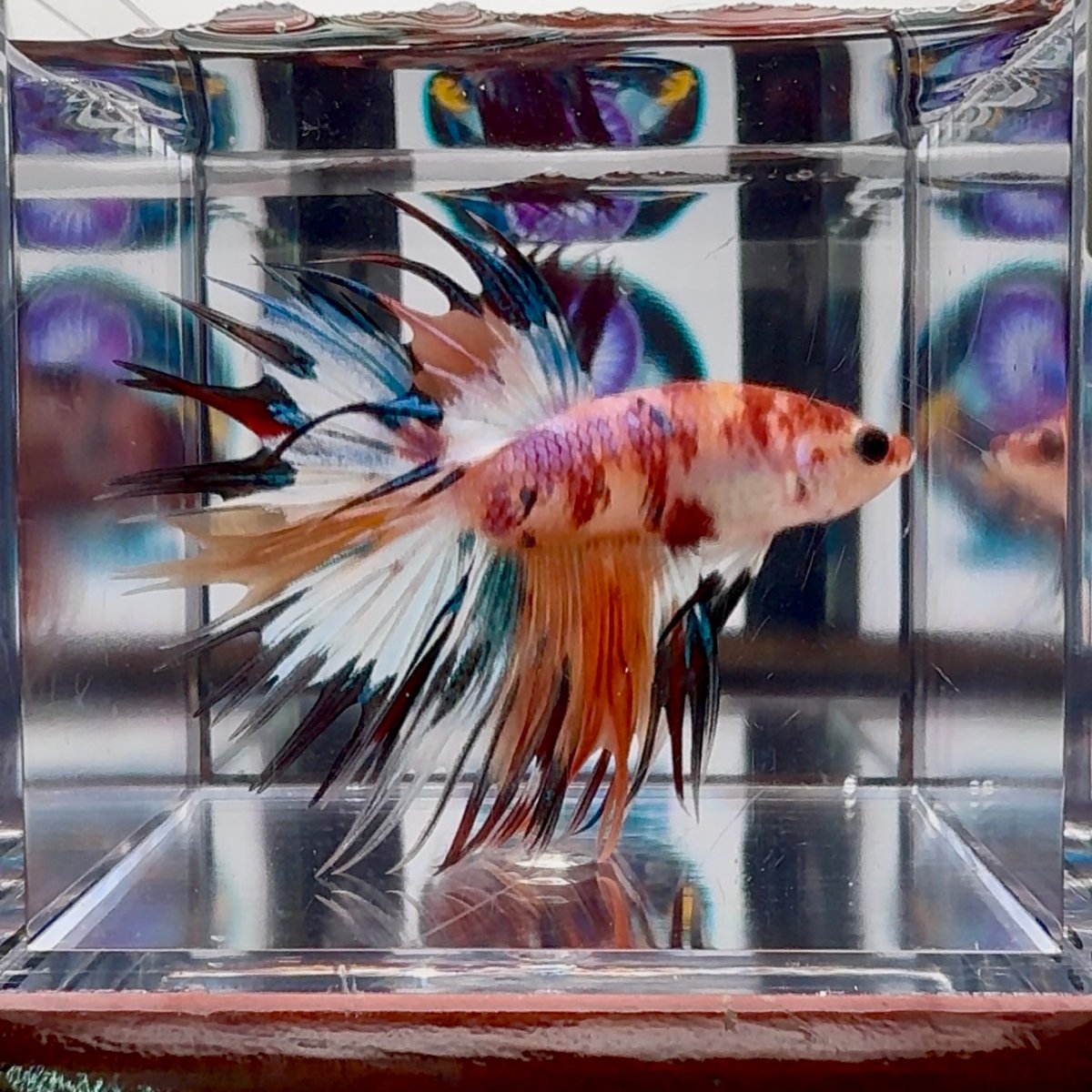 Koi Multicolor Crowntail Halfmoon A81 - Male Betta